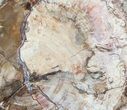 Petrified Wood (Araucaria) Round - Madagascar #53961-1